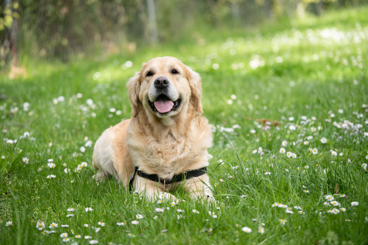 Honden