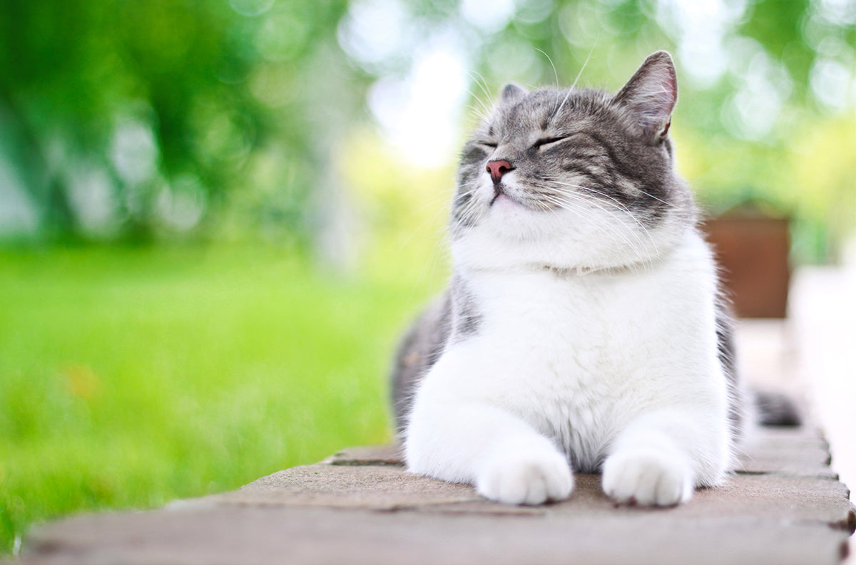 Katten